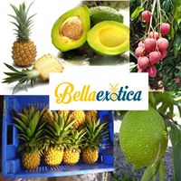 Bella Exotica Ltd.