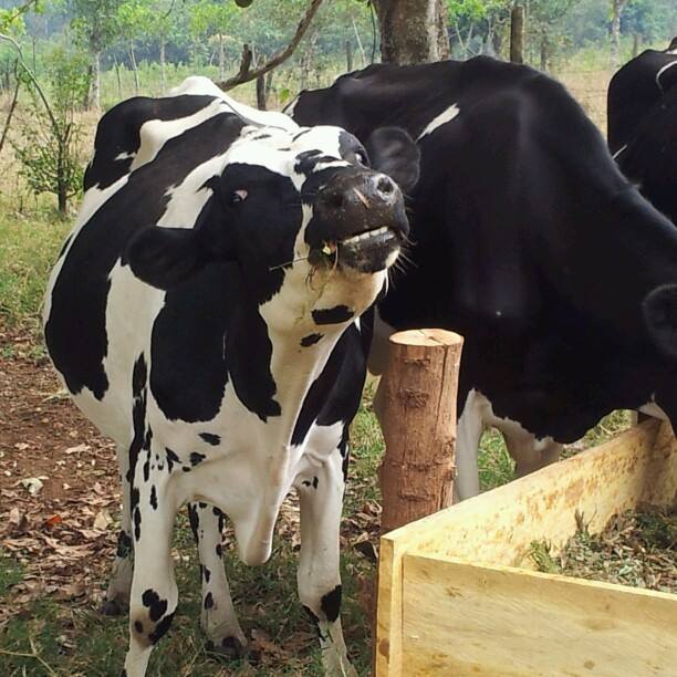 Wakiso Mixed Farm