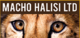 Macho Halisi Ltd.