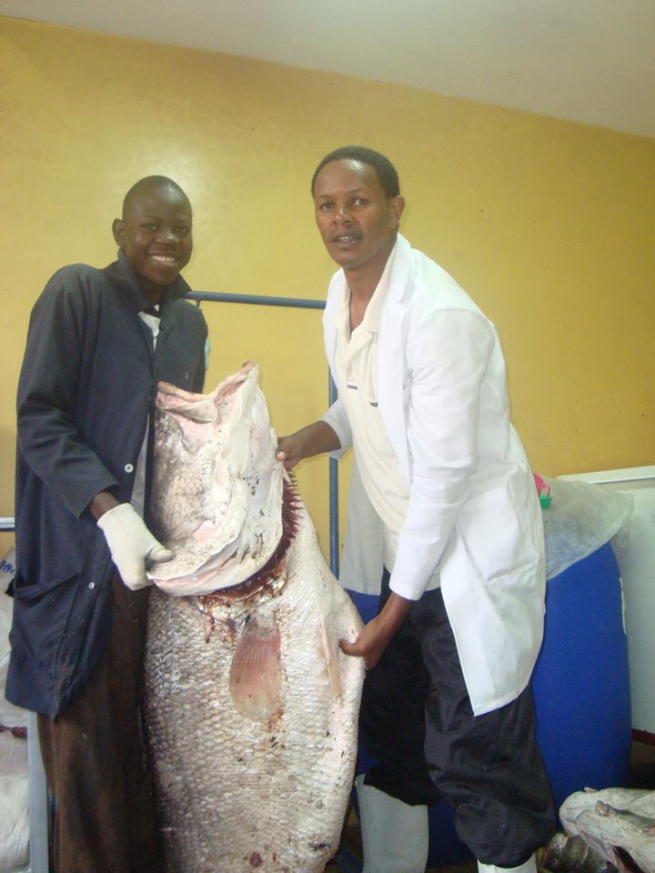 Bigfish Food Suppliers