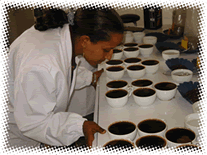Mullege Pvt. Ltd. Co.