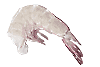 Sea Food International Ltd.
