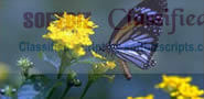 Digital Solutions Ltd