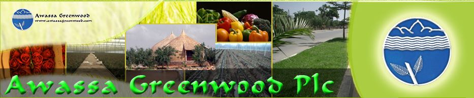 Awassa Greenwood PLC