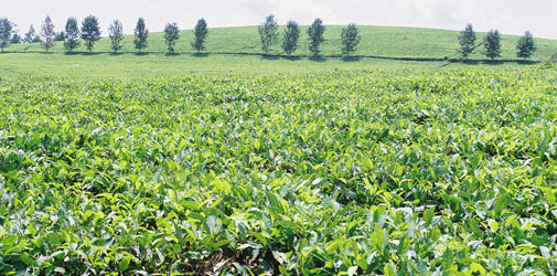 Ethio Agri-CEFT