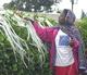 The Agri Co-Operative Consultancy Services Ltd.