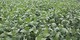 Seed Co International Zambia Ltd.
