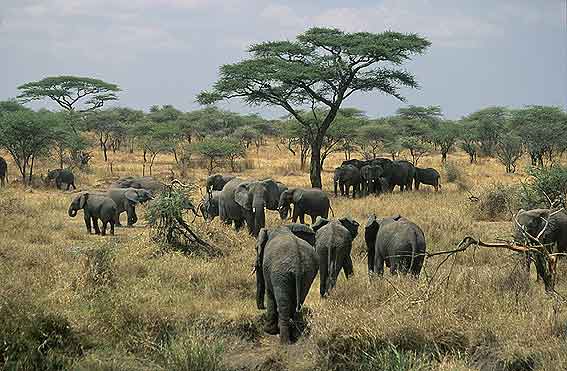 Kilimanjaro Tanzanite Safaris Ltd