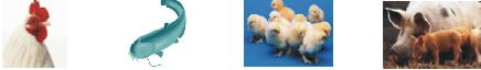 Trends Feeds