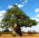 Savanna Insurance Brokers