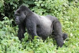 Gorilla Nest Safaris