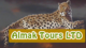 Almak Tours Ltd.