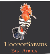 Hoopoe Safaris East Africa