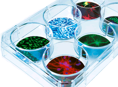 BIO-ZEQ KENYA