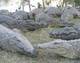 N&B Crocodile Farm