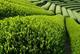 CJA Tea Company
