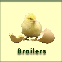 Rue Chicken Ltd.