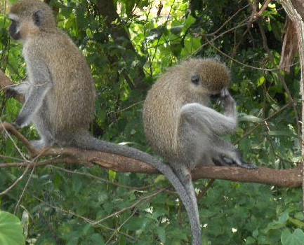 AKAGERA RWANDA NATIONAL PARK