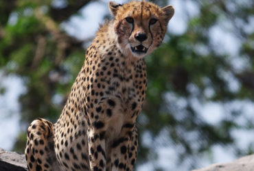 Gambia Excursions