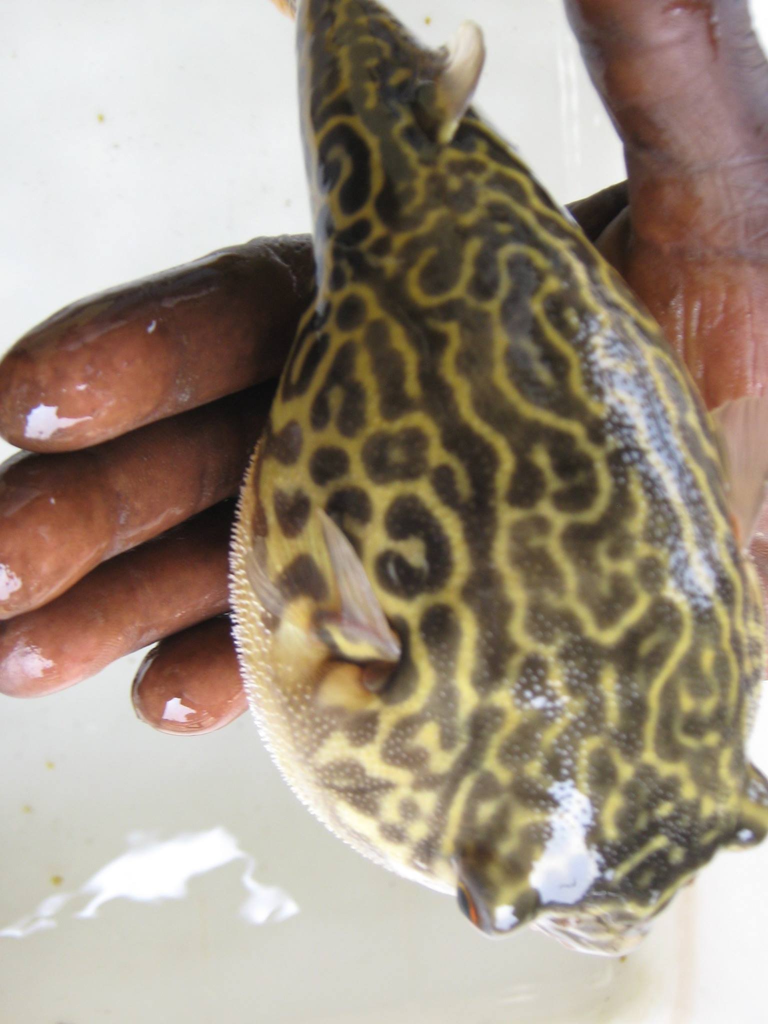 Aquahaab Tropical Nigeria Ventures