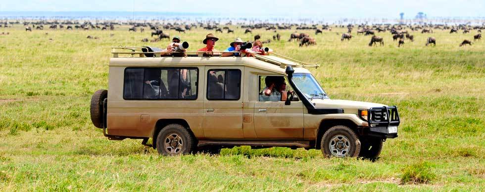 Lappet Faced Safaris