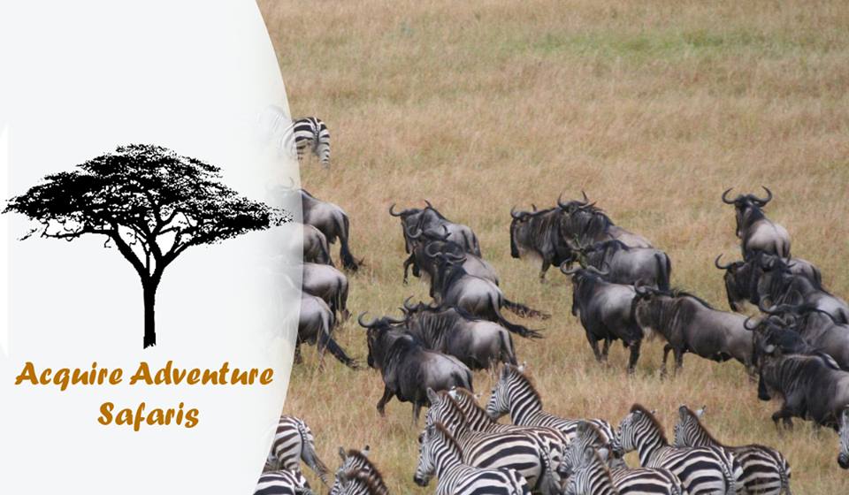 Acquire Adventures Safaris