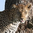 SERENGETI SNIPERS EXPEDITION CO. LTD.