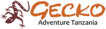 Gecko Adventure