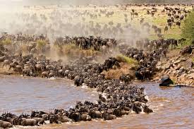 NAFEST SAFARIS KENYA 
