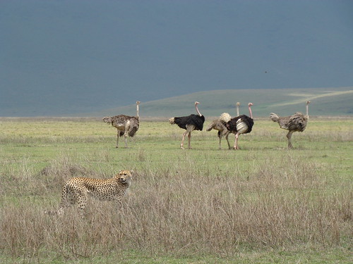 BUSH MONKEY TREKS AND SAFARIS CO. LTD.