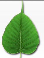 Pipal Ltd.