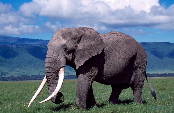 Trekking and Safari Adventures 