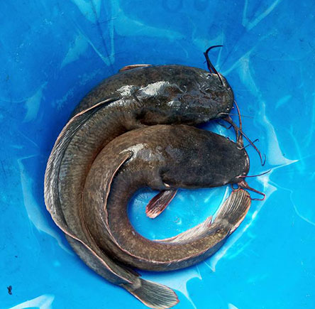 CatFish Production Nigeria