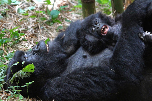 Gorilla Tour Booking Safaris