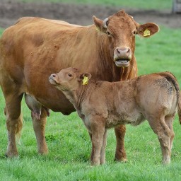 Livestock Trade Services
