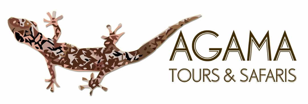 Agama Tours And Safari