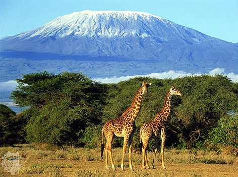 Kilimanjaro Trips Adventure Safaris