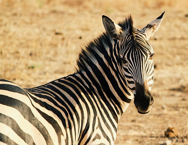 RUN WILD TOURS & SAFARIS LTD.