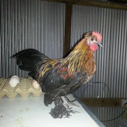 Lisha Poultry Farm